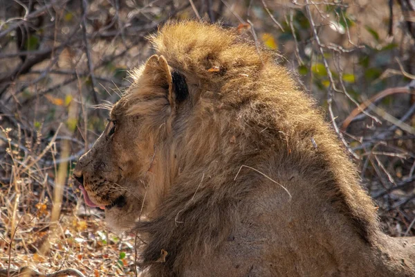 A close-up of a beautiful lion resting after hunting