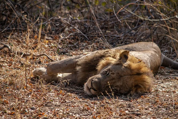 A close-up of a beautiful lion resting after hunting