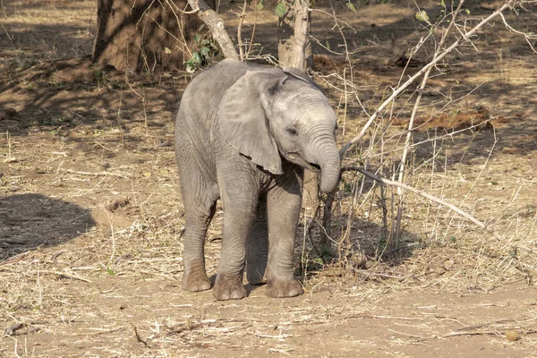 Incroyable Gros Plan Petit Éléphant Sur Les Rives Sablonneuses Une — Photo