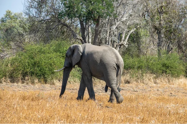 Incroyable Gros Plan Énorme Éléphant Déplaçant Dans Brousse — Photo