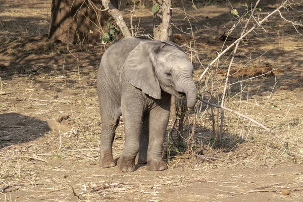 Niesamowite Zbliżenie Młode Słonia Piaszczystym Brzegu Afrykańskiej Rzeki — Zdjęcie stockowe