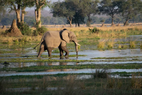 Удивительный Крупный План Огромного Слона Движущегося Водах Африканской Реки — стоковое фото