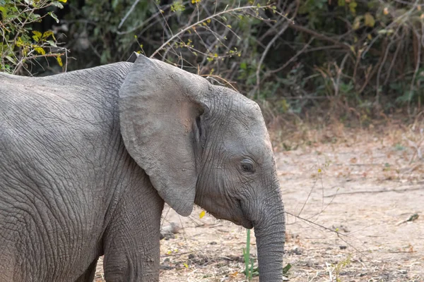 Incroyable Gros Plan Petit Éléphant Sur Les Rives Sablonneuses Une — Photo