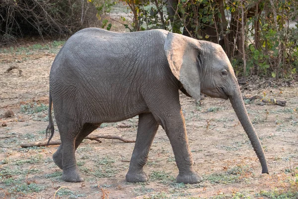 Incroyable Gros Plan Petit Éléphant Sur Les Rives Sablonneuses Une — Photo