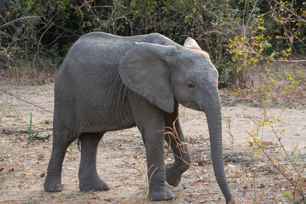 Incroyable Gros Plan Petit Éléphant Sur Les Rives Sablonneuses Une — Photo