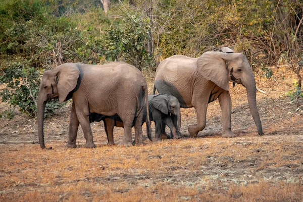 Incroyable Gros Plan Une Famille Éléphants Avec Des Petits Sur — Photo