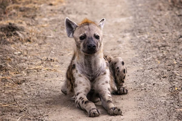 Een Prachtige Close Van Gevlekte Hyena Savanne — Stockfoto