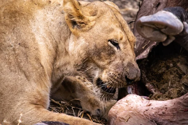 Sebuah Close Dari Singa Betina Cantik Makan Pada Kerbau Baru — Stok Foto