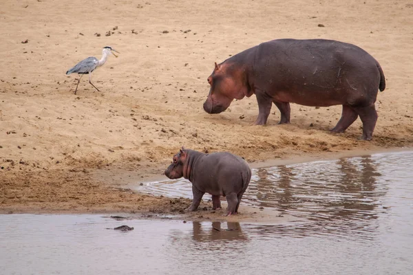 Una Vista Increíble Una Madre Hipopótamo Cachorro Las Orillas Arena — Foto de Stock