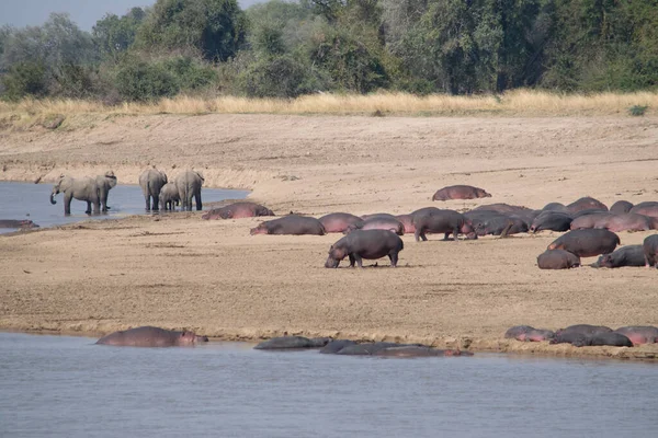 Una Vista Increíble Grupos Hipopótamos Elefantes Las Orillas Arena Río — Foto de Stock