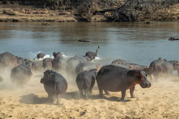 Ein Erstaunlicher Blick Auf Eine Riesige Gruppe Von Flusspferden Die — Stockfoto