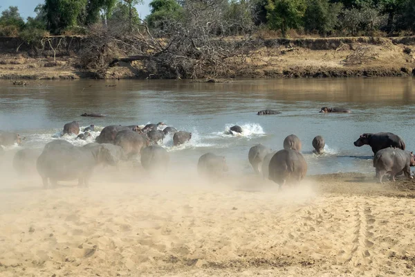 Una Vista Increíble Enorme Grupo Hipopótamos Corriendo Las Aguas Río — Foto de Stock