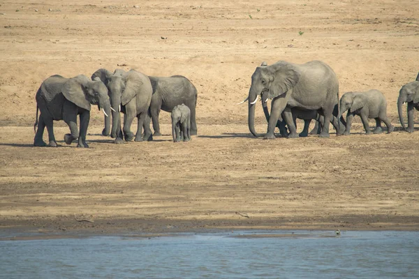 Удивительный Крупный План Семьи Слонов Детенышами Песчаных Берегах Африканской Реки — стоковое фото