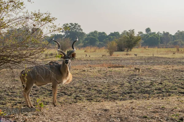 Asombroso Primer Plano Enorme Kudu Macho Moviéndose Orillas Río Africano — Foto de Stock