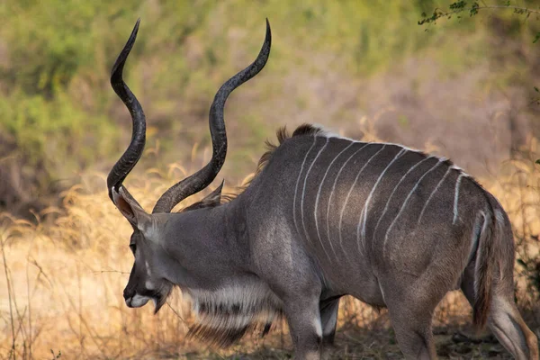 Asombroso Primer Plano Enorme Kudu Macho Moviéndose Orillas Río Africano — Foto de Stock