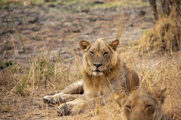 Närbild Ett Vackert Lejon Som Vilar Efter Jakt — Stockfoto