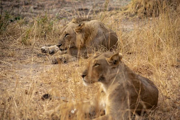 Ένα Κοντινό Πλάνο Όμορφων Λιονταριών Αρσενικών Και Θηλυκών Που Ξεκουράζονται — Φωτογραφία Αρχείου