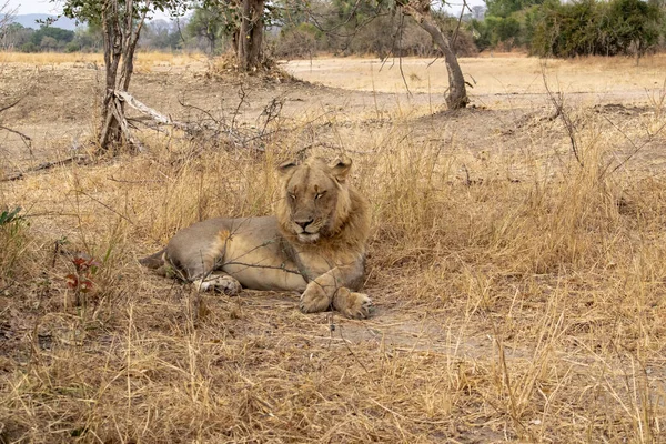 A close-up of a beautiful lion resting after hunting