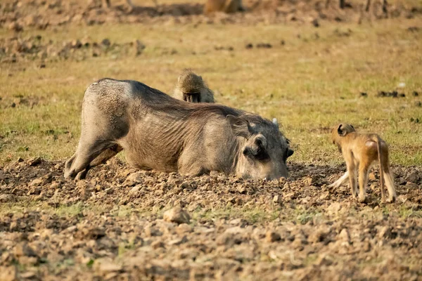 Primer Plano Enorme Jabalí Comiendo Sabana — Foto de Stock