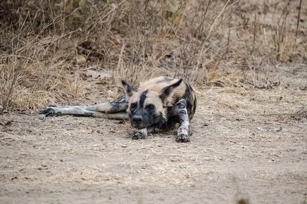 Nahaufnahme Eines Schönen Wilden Hundes Der Savanne — Stockfoto