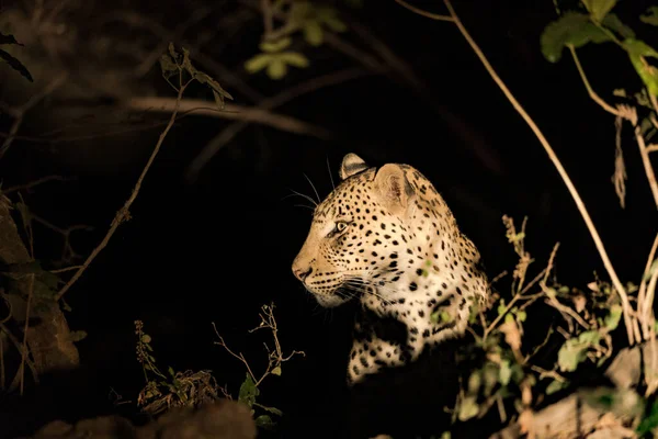 Крупный План Леопарда Отдыхающего Кустах Ночью — стоковое фото