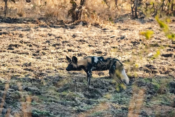 Primer Plano Hermoso Perro Salvaje Sabana — Foto de Stock