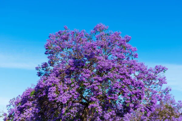 Blommande Jakarandaträd Blå Himmel — Stockfoto