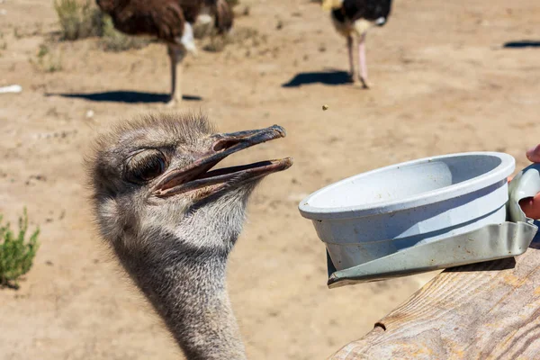 Surprised ostrich head with open mouth during feeding time. Ostrich head portrait.