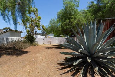 Agave Americana, Meksika ve ABD 'de popüler olan büyük bir fabrika. Beyaz çitli bir arka bahçedeki Amerikan aloesi