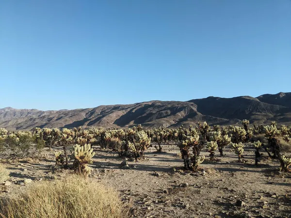 Joshua Tree National Park Californie États Unis Arbres Rochers Sur — Photo