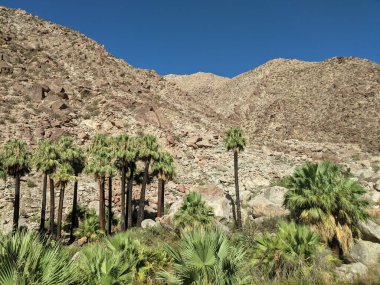 Kaliforniya, Anza Borrego Eyalet Parkı 'ndaki bir çöl vahasında palmiye ağaçları ve kayalık tepeler
