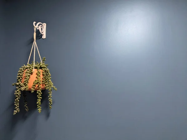 Висячий Плантатор Синем Фоне Декоративные Растения — стоковое фото