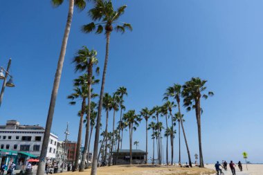 Santa Monica 'da bisiklet yolu ve palmiye ağaçları olan Venedik plajı