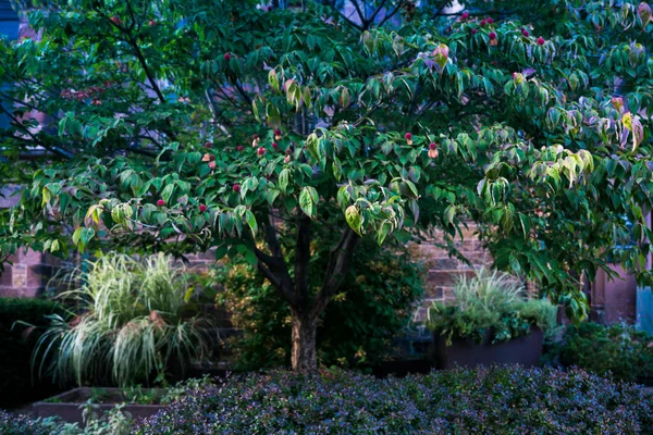 Vue Paysage Naturel Avec Arbre Plantes Fleurs Buisson Autour — Photo