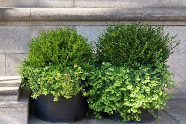 Açık hava duvarına kurulmuş çeşitli bitkileri olan büyük saksılar.