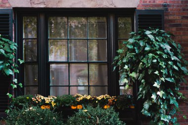 Büyük saksılar ve çeşitli bitkiler açık hava cam duvarına dizilmişler.