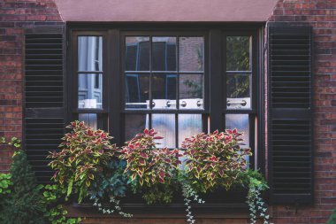 Büyük saksılar ve çeşitli bitkiler açık hava cam duvarına dizilmişler.