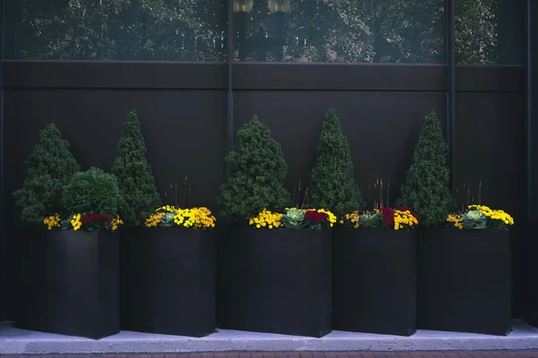 Grandes Jardinières Avec Diverses Plantes Contre Mur Extérieur — Photo