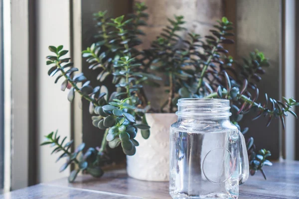 Vintage Glass Jar Plant Background Shallow Depth Field — Stockfoto