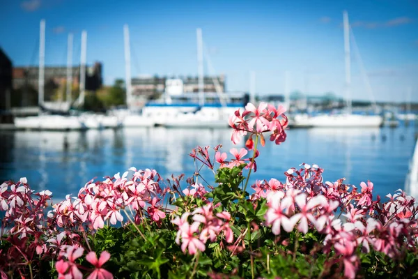 View Blooming Flowers Pier Sailing Boats Taken Shallow Depth Field — Stok fotoğraf