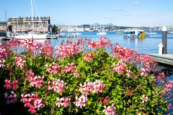 View Blooming Flowers Pier Sailing Boats Buildings Background — Stockfoto