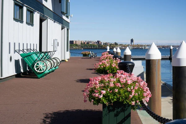 Pier Flowers Arrangement Ground Wheelbarrows Leaning Building — Stockfoto