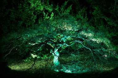 Yeşil renklendirilmiş gizemli yeşil ağaç. Doğa bir parkta aydınlandı.