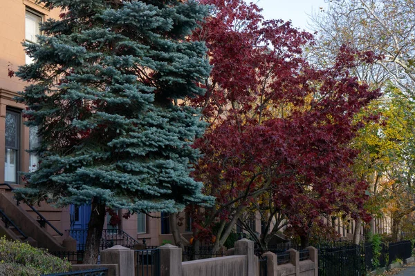 在纽约布鲁克林附近的褐石堆上 长满了五颜六色的树木 美丽的秋天 树叶红黄相间 — 图库照片
