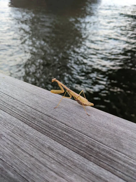 Praying Mantis Family Sphondromantis Standing Wooden Piece Next Water — Stock Photo, Image