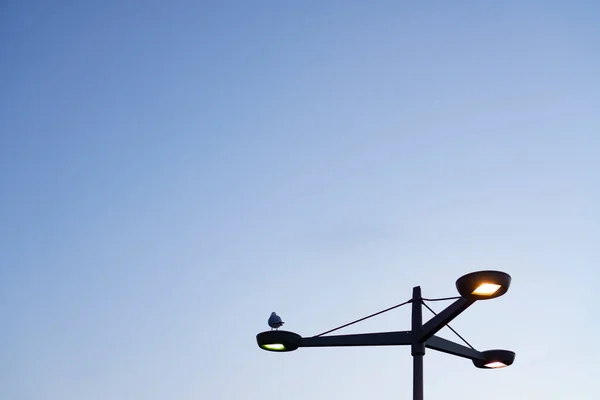 Pigeon Reposant Sur Lampadaire Éclairé Contre Ciel Bleu Sans Nuages — Photo