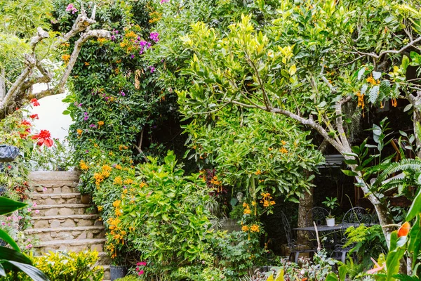 Сад Квітучими Квітами Рослинами Деревами Сходами Посередині Природа Влітку — стокове фото