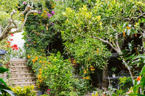 Jardin Avec Des Fleurs Fleurs Des Plantes Des Arbres Avec — Photo