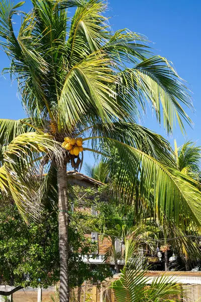 Palmbomen Met Rijpe Gele Kokosnoten Achtergrond Gezond Fruit Aan Bomen — Stockfoto