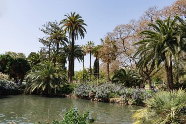 Palmiye ağaçları ve lupin bitkileriyle dolu bir park manzarası. Su boyunca büyüyen ağaçlar ve çalılar.